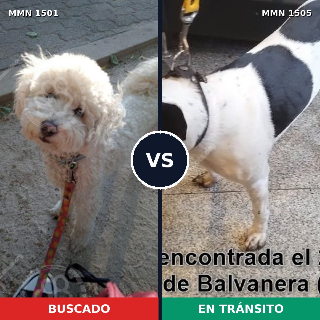 Comparativa MMS 27073: mascota perdida y mascota encontrada, 50% de similitud