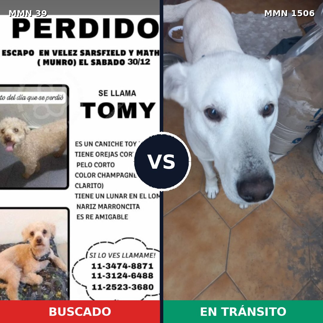 Comparativa MMS 27074: mascota perdida y mascota encontrada, 35% de similitud