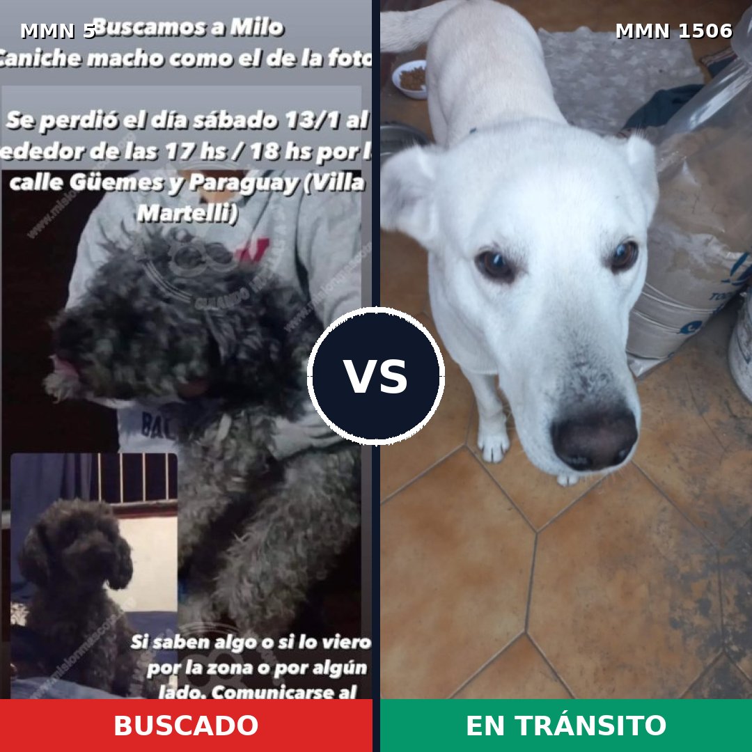 Comparativa MMS 27077: mascota perdida y mascota encontrada, 32% de similitud