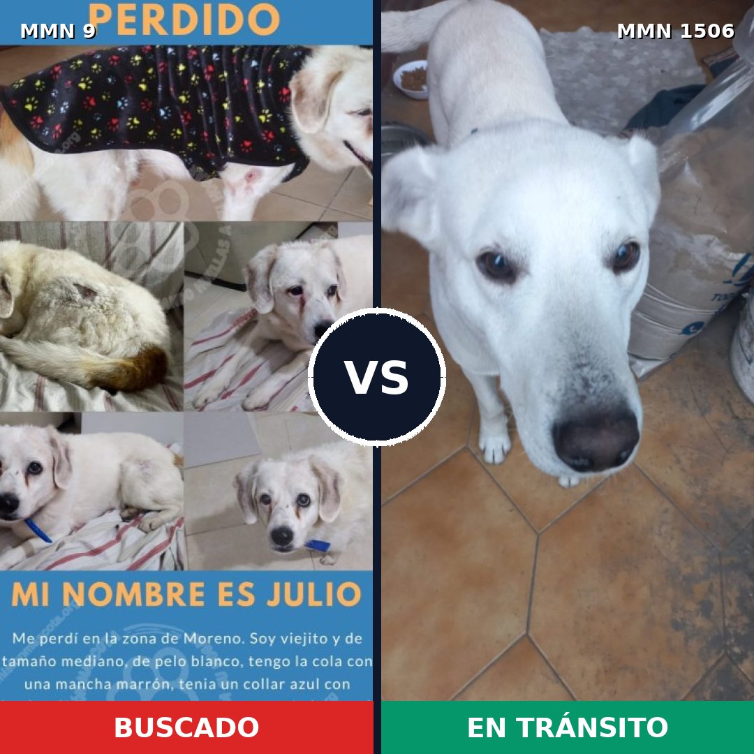 Comparativa MMS 27078: mascota perdida y mascota encontrada, 79% de similitud