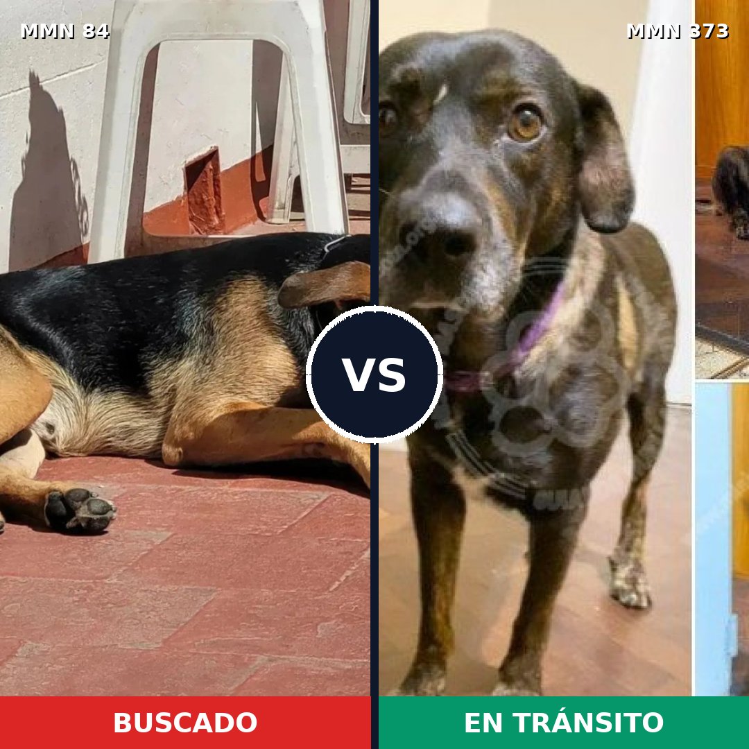 Comparativa MMS 2708: mascota perdida y mascota encontrada, 57% de similitud
