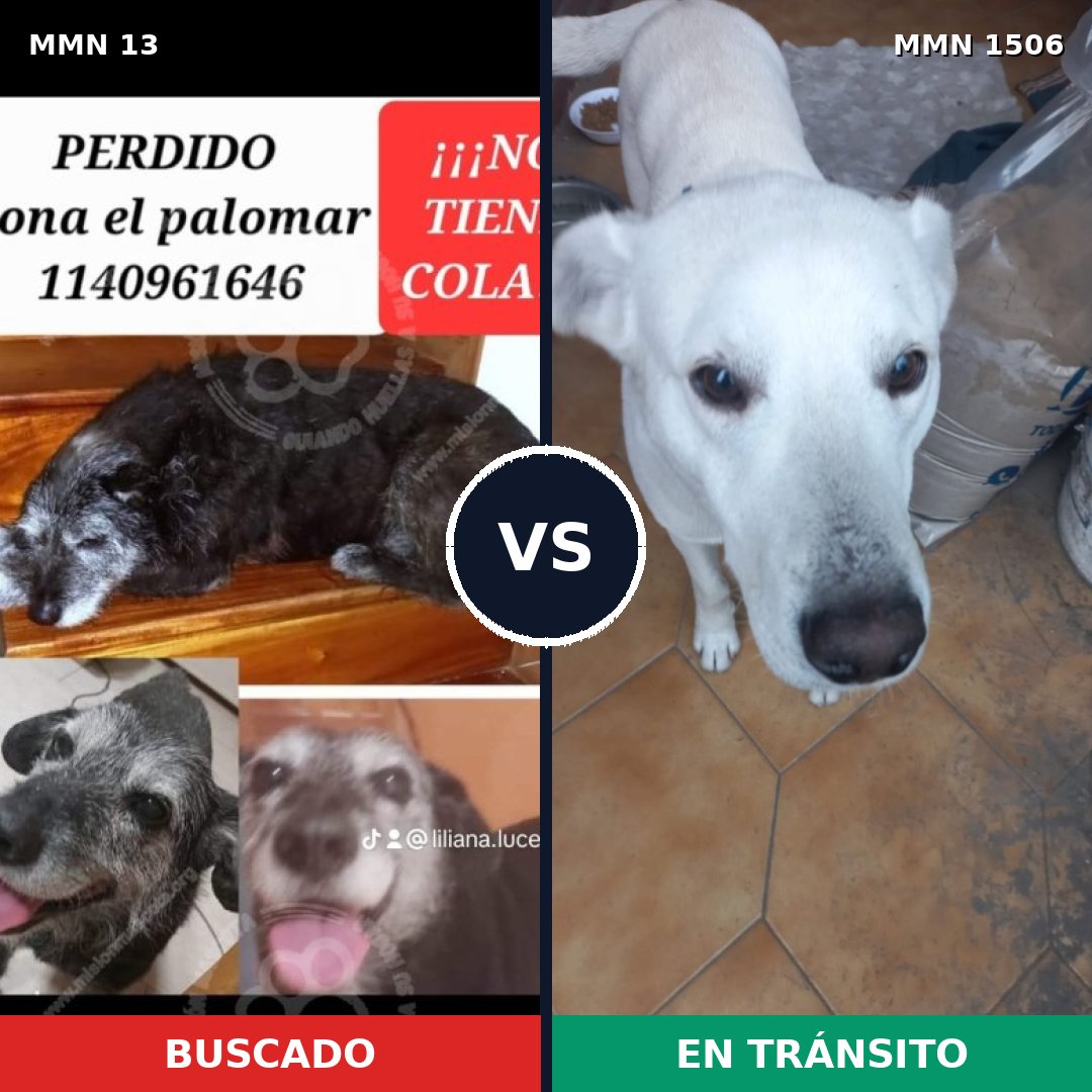 Comparativa MMS 27080: mascota perdida y mascota encontrada, 65% de similitud