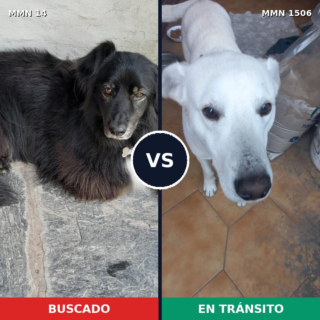 Comparativa MMS 27081: mascota perdida y mascota encontrada, 62% de similitud