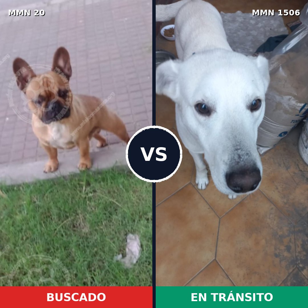 Comparativa MMS 27082: mascota perdida y mascota encontrada, 35% de similitud