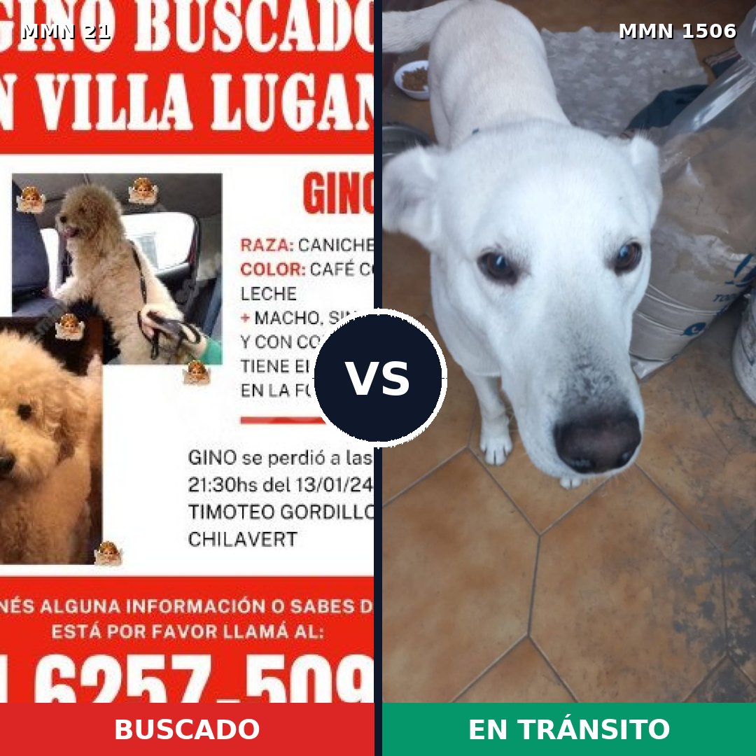 Comparativa MMS 27083: mascota perdida y mascota encontrada, 36% de similitud