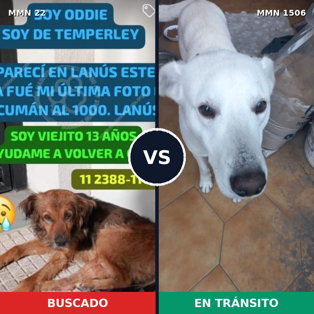 Comparativa MMS 27084: mascota perdida y mascota encontrada, 60% de similitud
