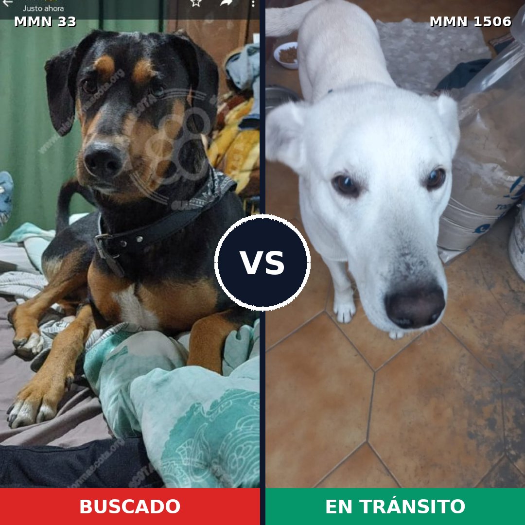 Comparativa MMS 27086: mascota perdida y mascota encontrada, 57% de similitud