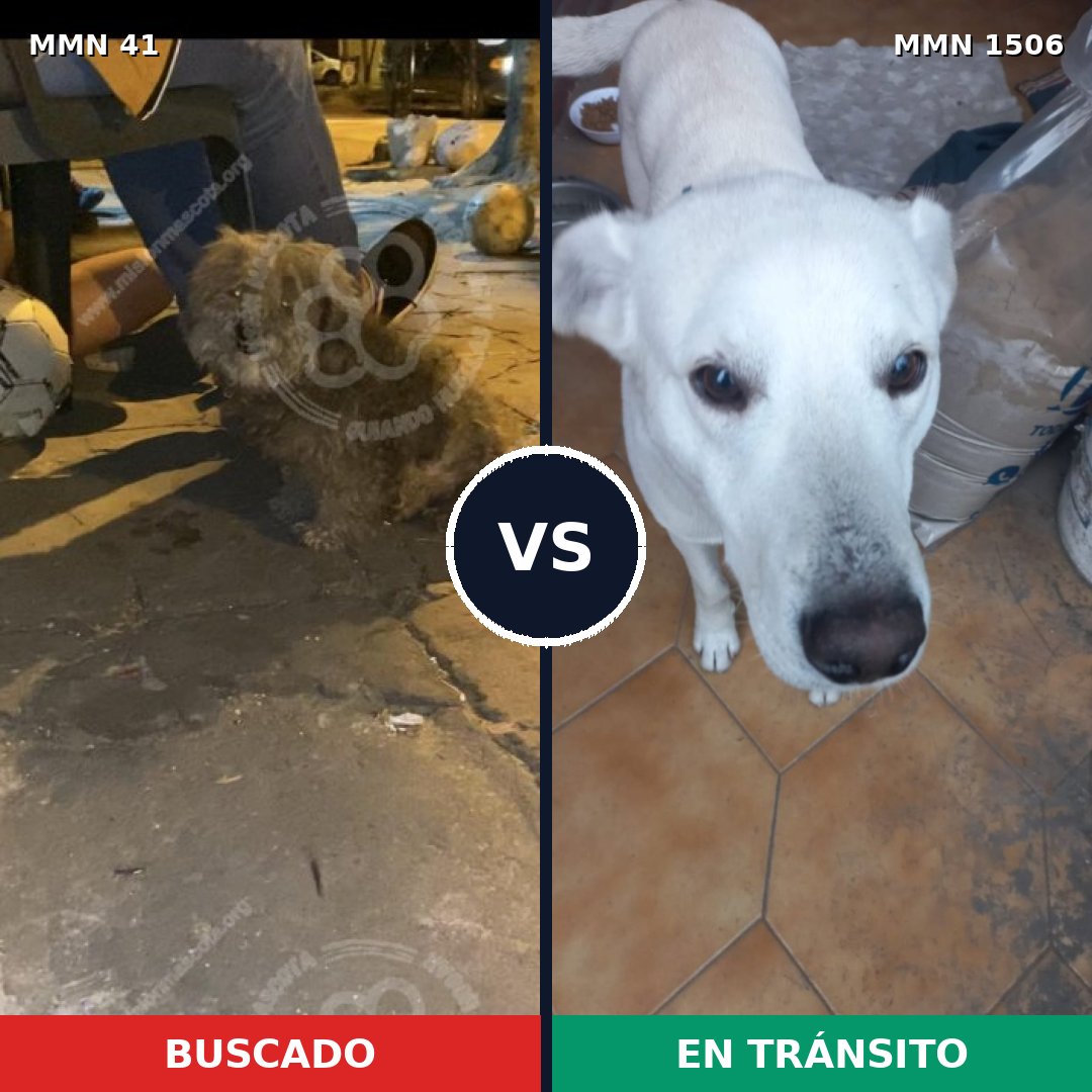 Comparativa MMS 27087: mascota perdida y mascota encontrada, 56% de similitud
