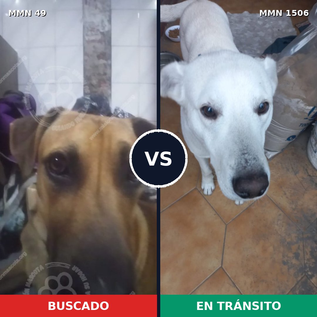 Comparativa MMS 27088: mascota perdida y mascota encontrada, 54% de similitud