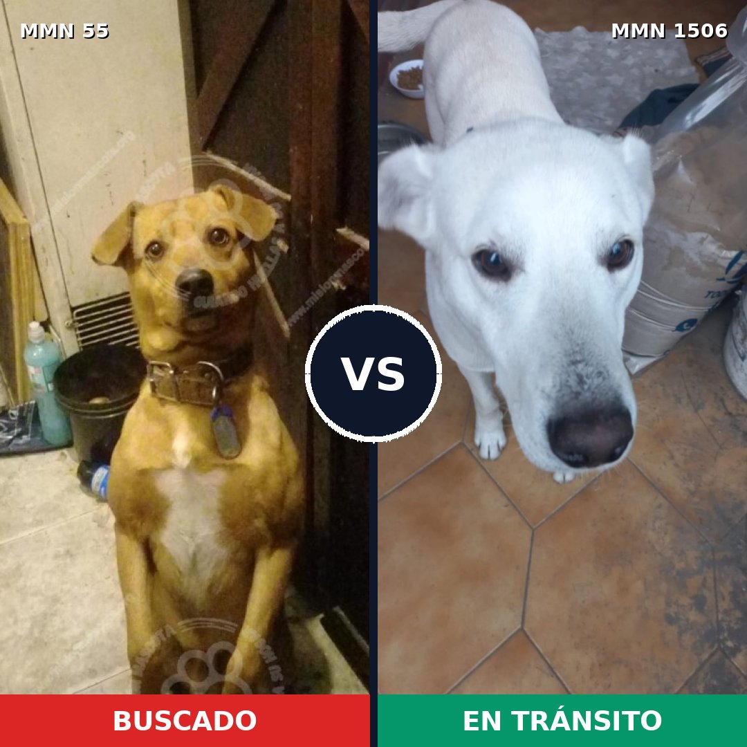 Comparativa MMS 27089: mascota perdida y mascota encontrada, 68% de similitud