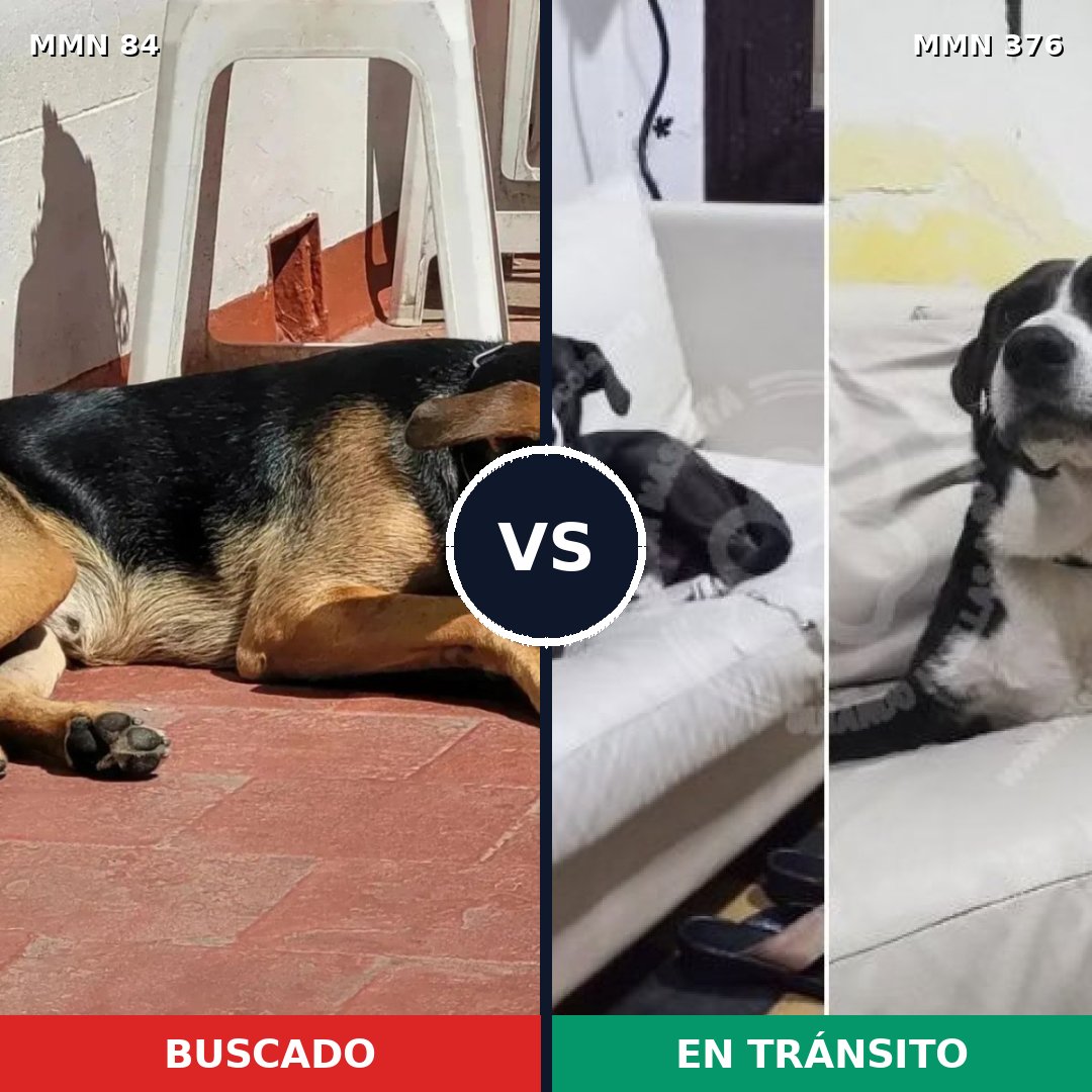 Comparativa MMS 2709: mascota perdida y mascota encontrada, 69% de similitud