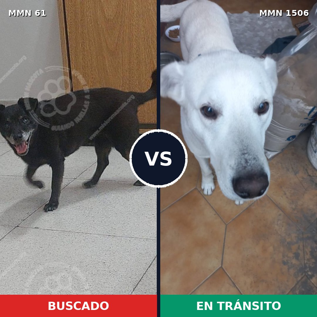 Comparativa MMS 27090: mascota perdida y mascota encontrada, 61% de similitud