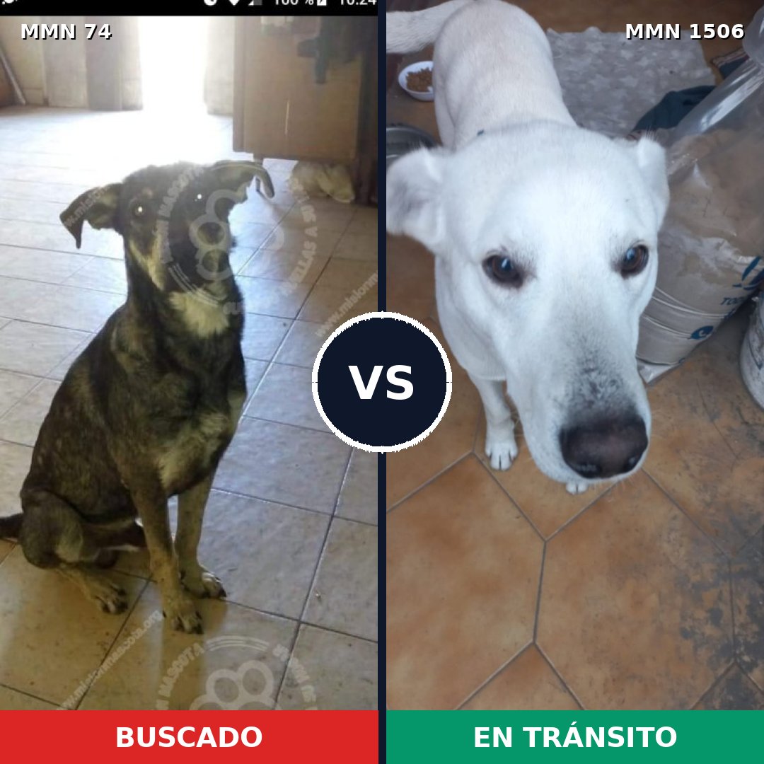 Comparativa MMS 27091: mascota perdida y mascota encontrada, 52% de similitud