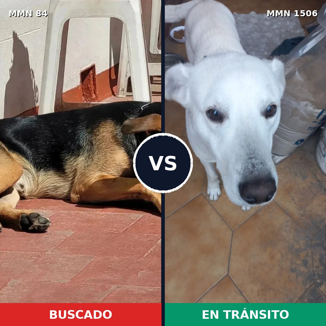 Comparativa MMS 27092: mascota perdida y mascota encontrada, 55% de similitud