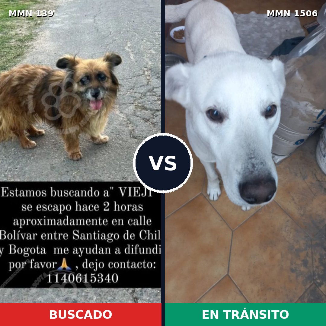 Comparativa MMS 27094: mascota perdida y mascota encontrada, 61% de similitud