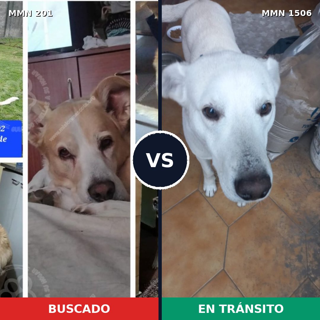 Comparativa MMS 27095: mascota perdida y mascota encontrada, 65% de similitud