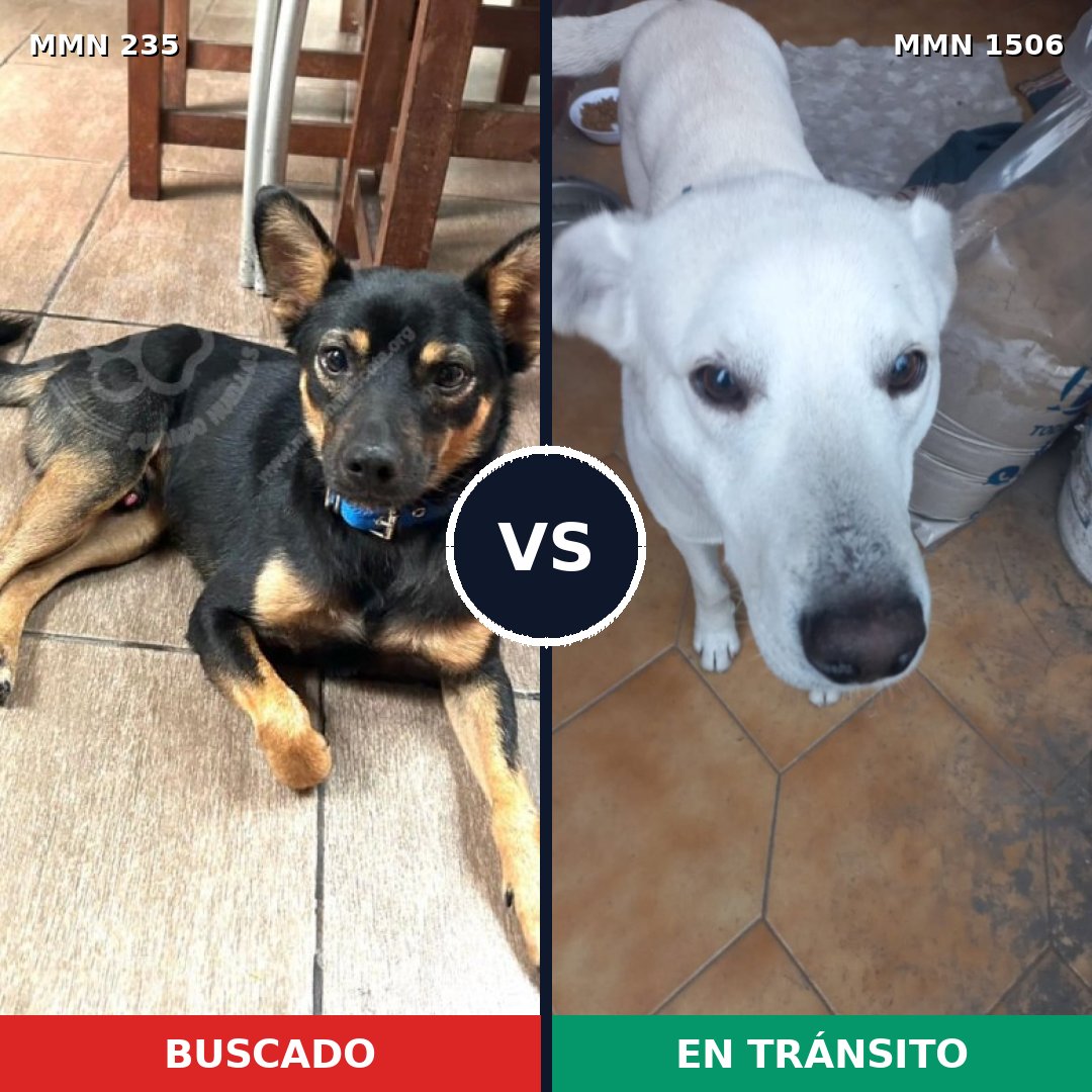 Comparativa MMS 27096: mascota perdida y mascota encontrada, 54% de similitud