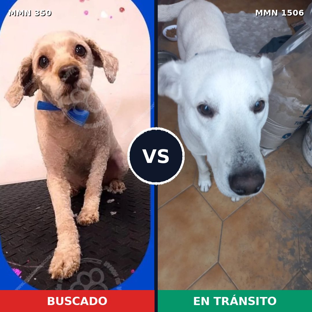 Comparativa MMS 27099: mascota perdida y mascota encontrada, 43% de similitud