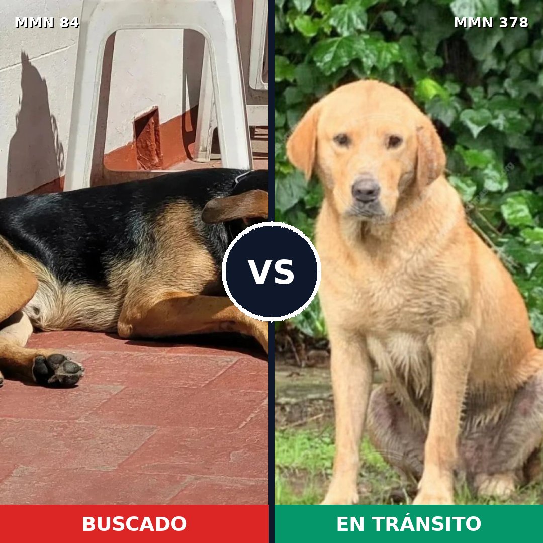 Comparativa MMS 2710: mascota perdida y mascota encontrada, 38% de similitud
