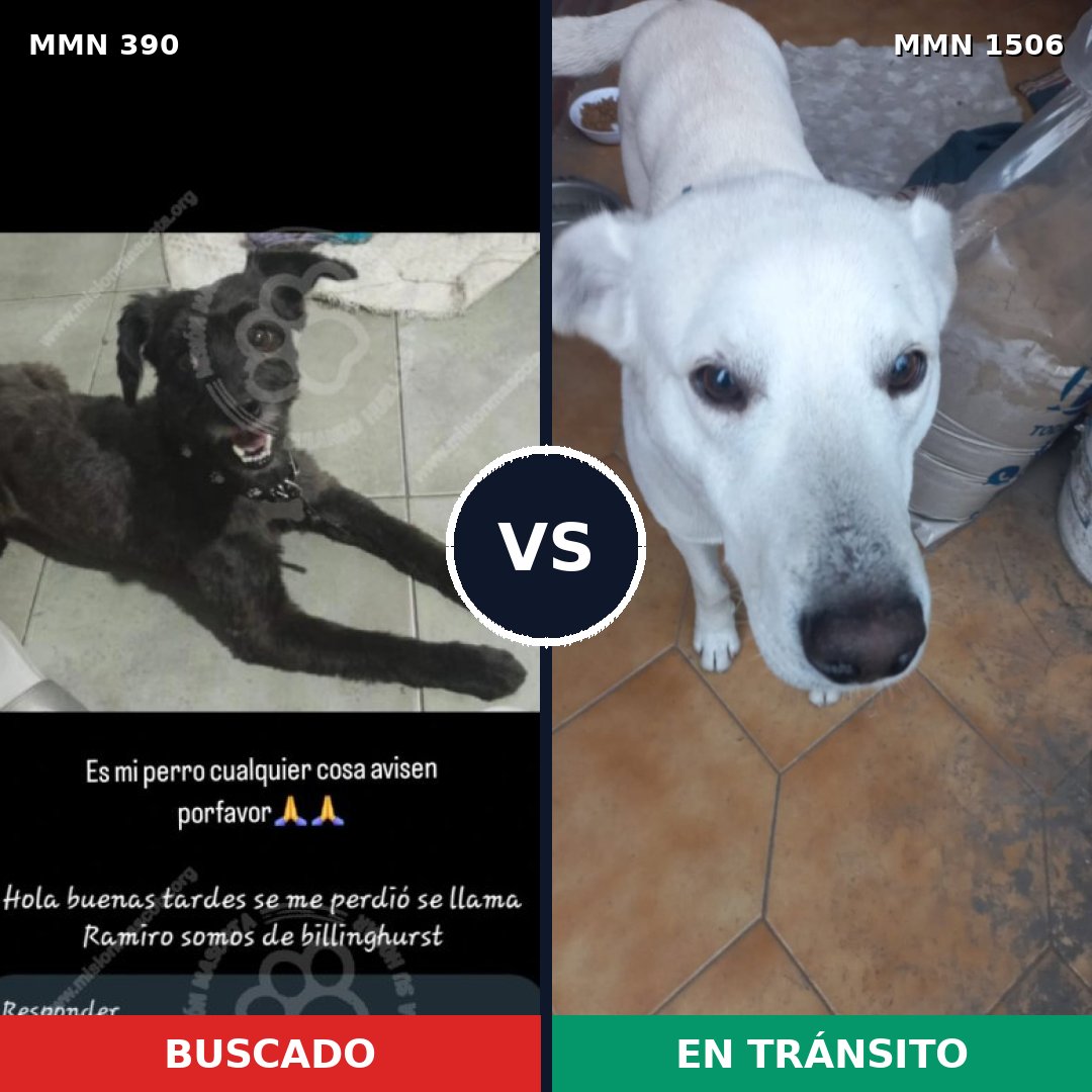 Comparativa MMS 27101: mascota perdida y mascota encontrada, 48% de similitud