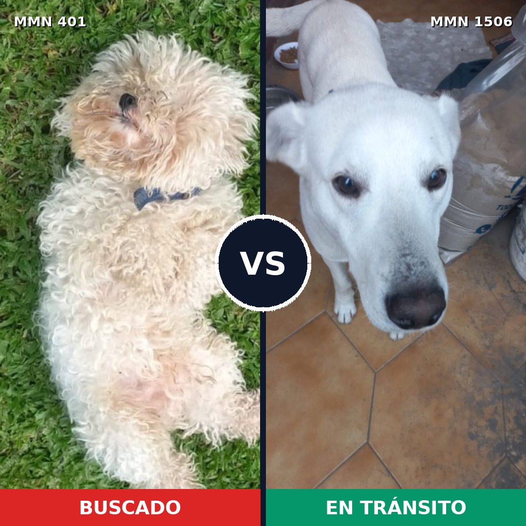 Comparativa MMS 27102: mascota perdida y mascota encontrada, 38% de similitud
