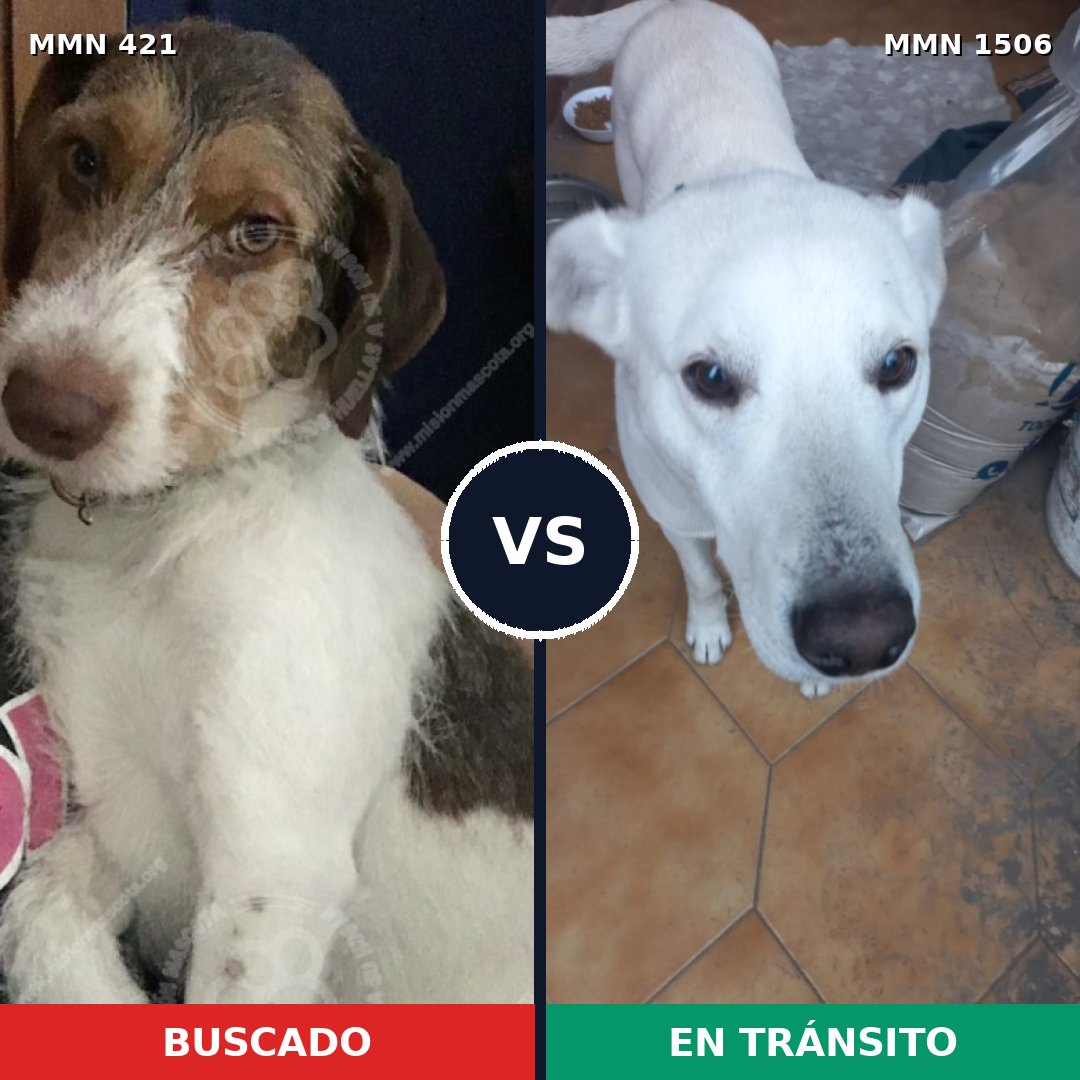Comparativa MMS 27103: mascota perdida y mascota encontrada, 73% de similitud