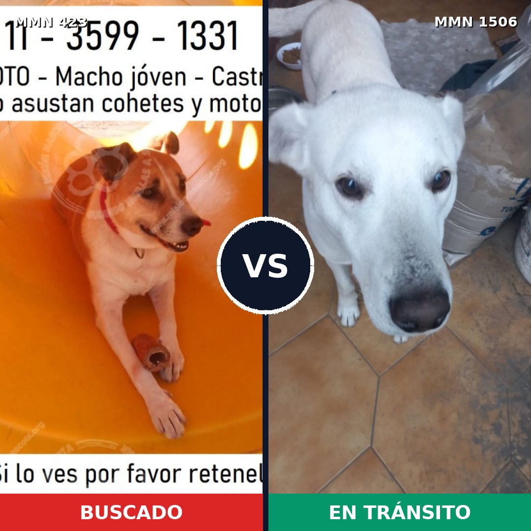 Comparativa MMS 27104: mascota perdida y mascota encontrada, 73% de similitud