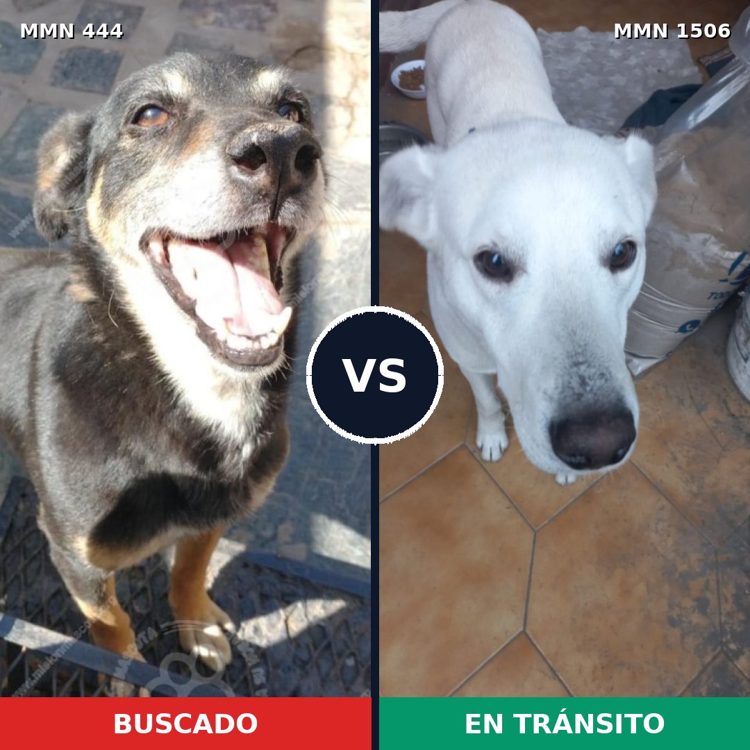 Comparativa MMS 27106: mascota perdida y mascota encontrada, 61% de similitud