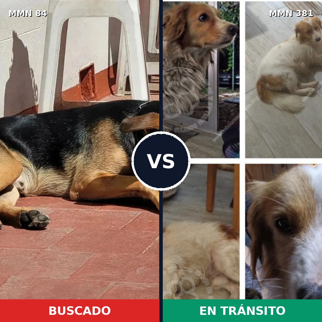 Comparativa MMS 2711: mascota perdida y mascota encontrada, 59% de similitud