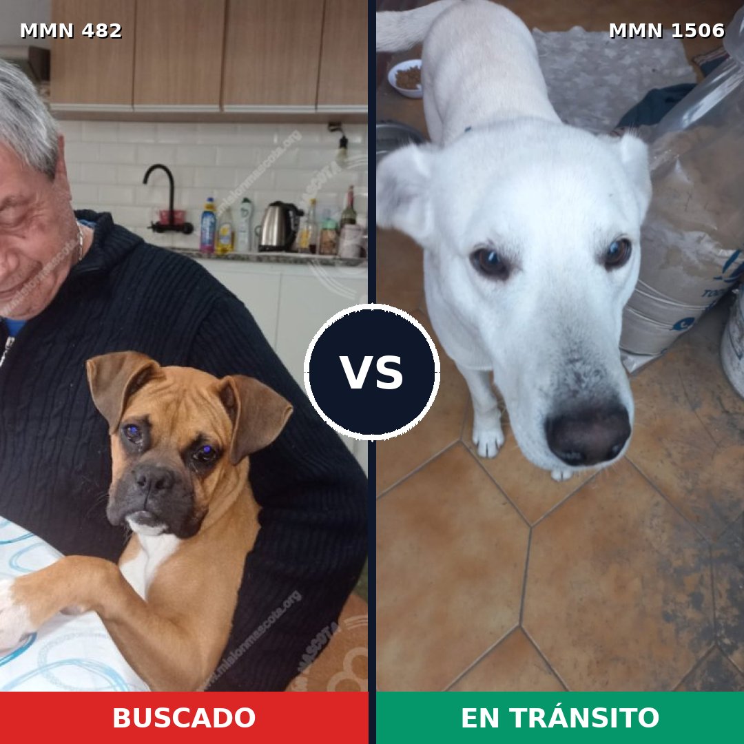 Comparativa MMS 27110: mascota perdida y mascota encontrada, 39% de similitud