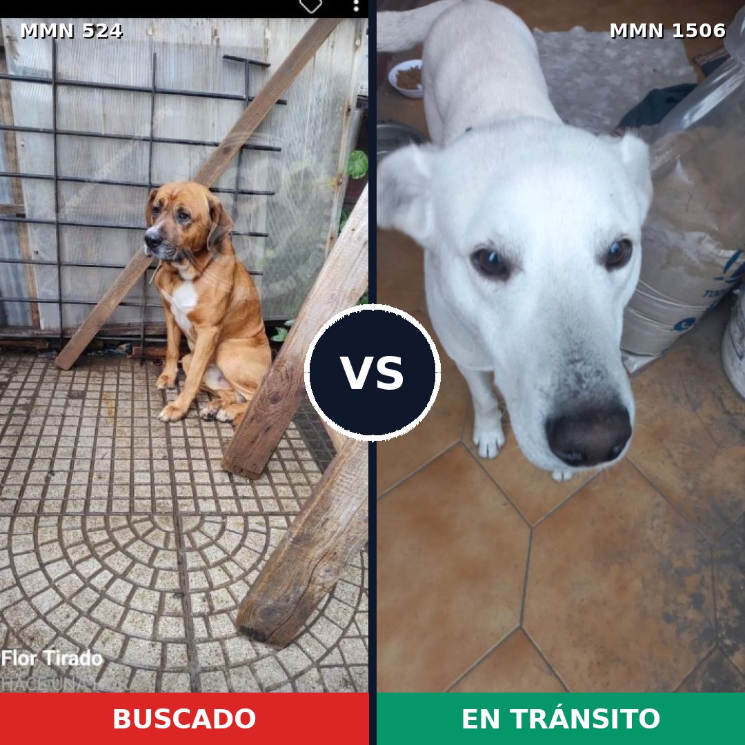 Comparativa MMS 27113: mascota perdida y mascota encontrada, 64% de similitud