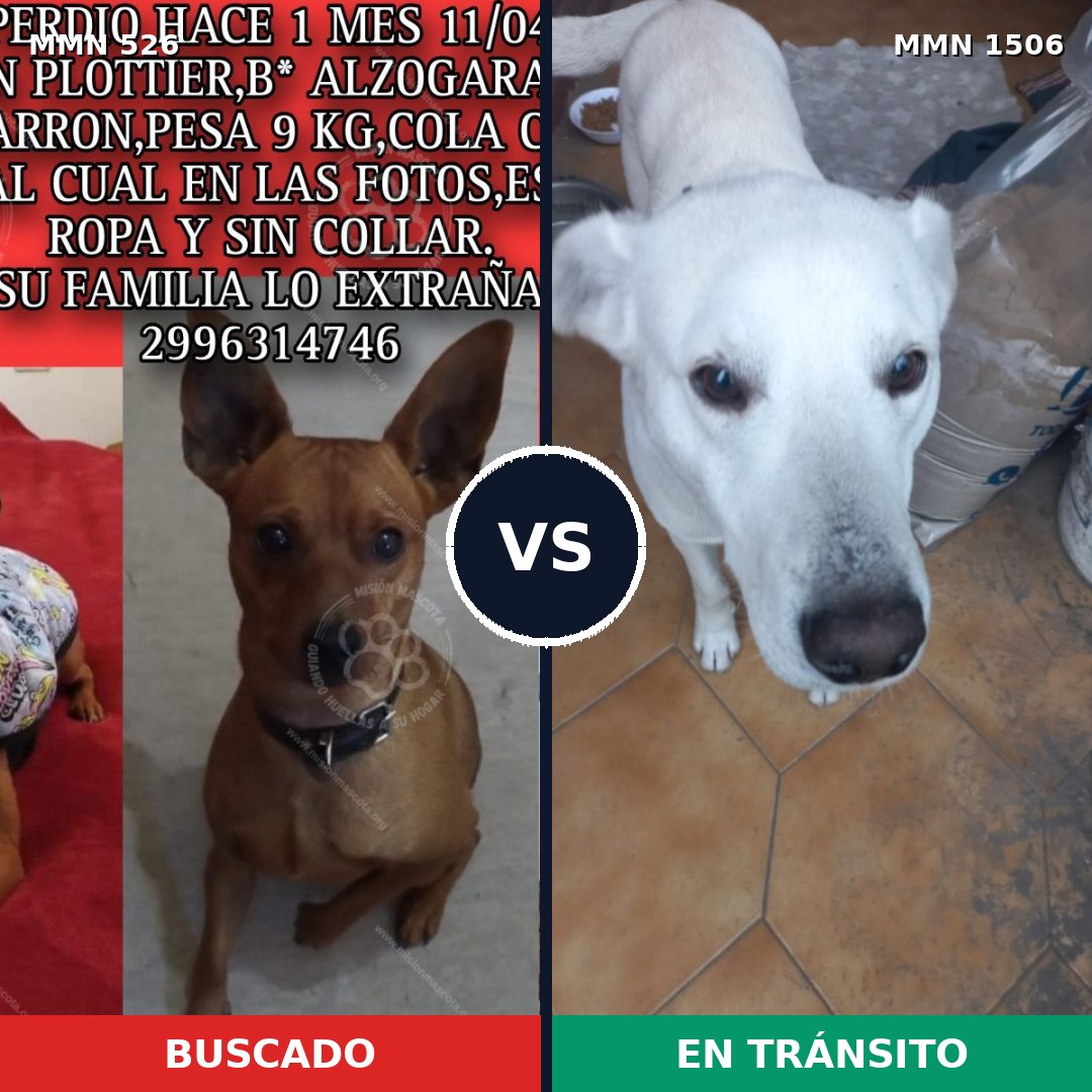 Comparativa MMS 27114: mascota perdida y mascota encontrada, 25% de similitud