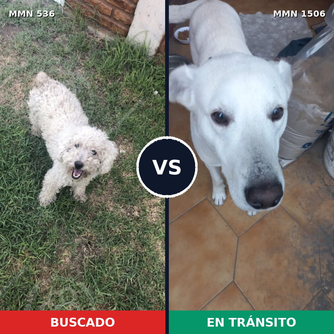 Comparativa MMS 27116: mascota perdida y mascota encontrada, 43% de similitud