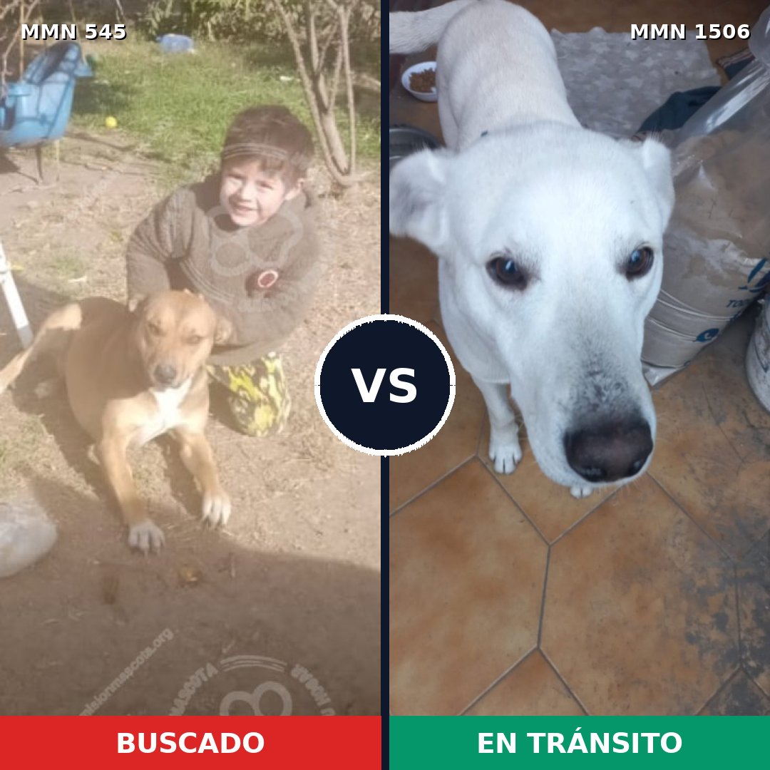 Comparativa MMS 27117: mascota perdida y mascota encontrada, 50% de similitud
