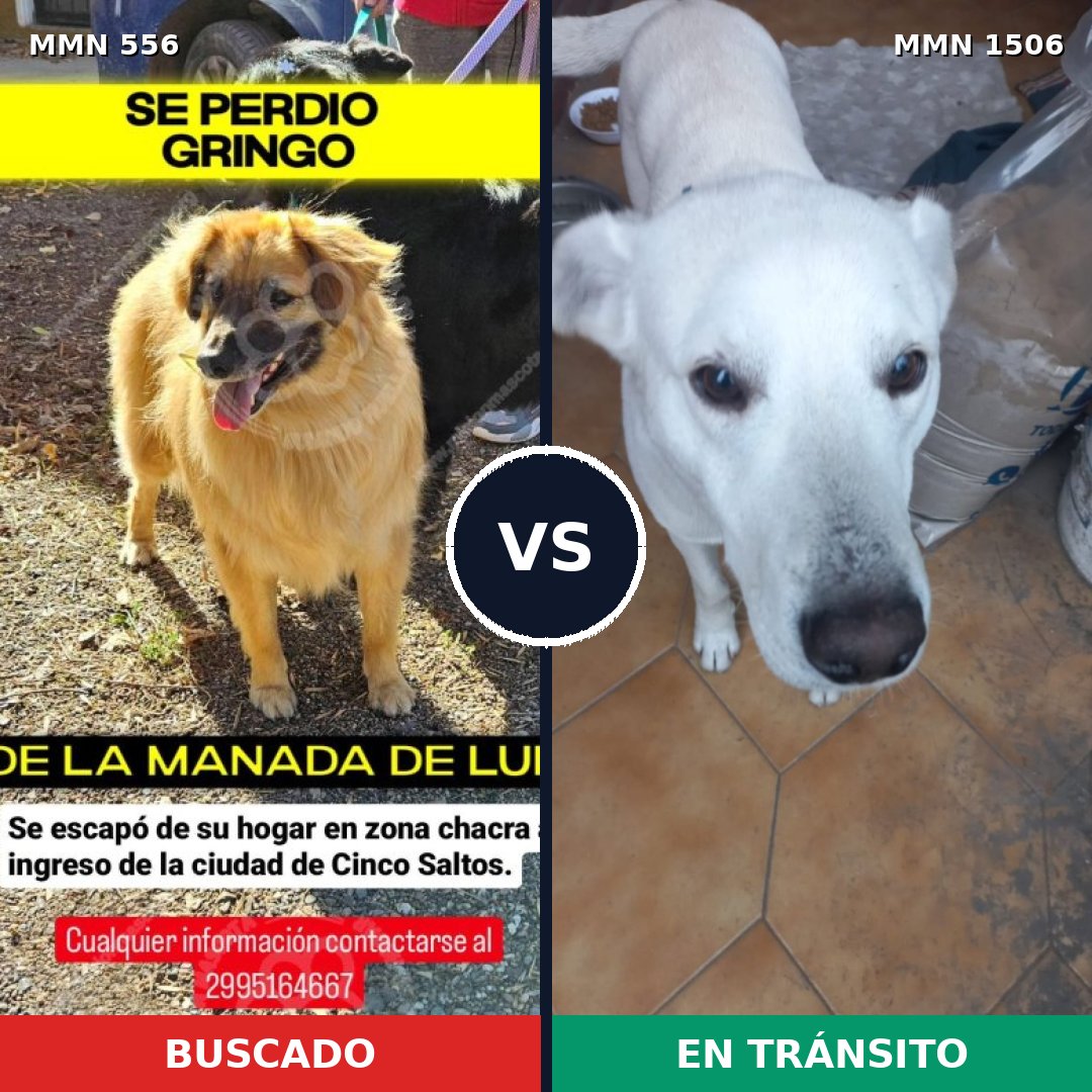 Comparativa MMS 27119: mascota perdida y mascota encontrada, 62% de similitud