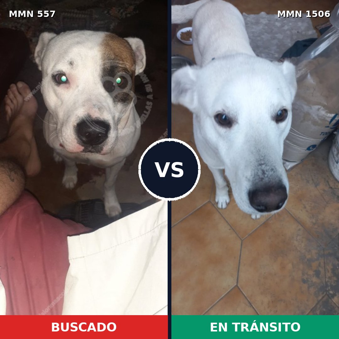 Comparativa MMS 27120: mascota perdida y mascota encontrada, 50% de similitud
