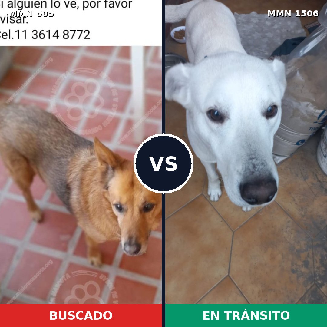 Comparativa MMS 27123: mascota perdida y mascota encontrada, 64% de similitud