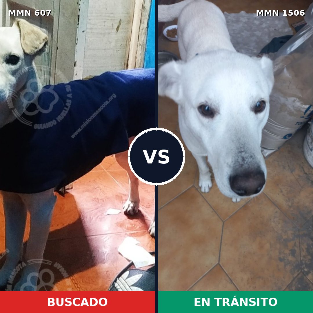 Comparativa MMS 27124: mascota perdida y mascota encontrada, 82% de similitud