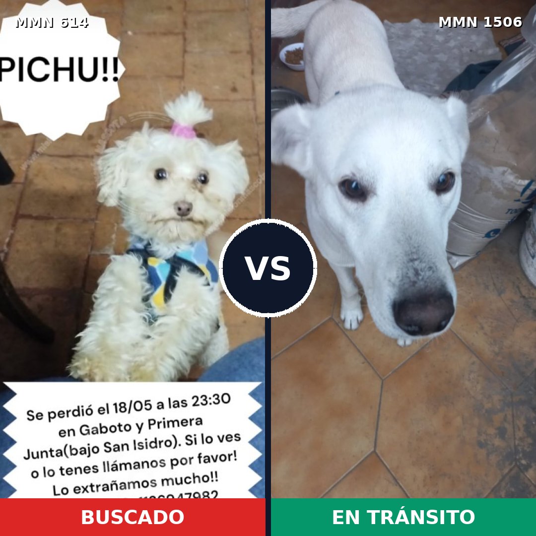 Comparativa MMS 27126: mascota perdida y mascota encontrada, 28% de similitud