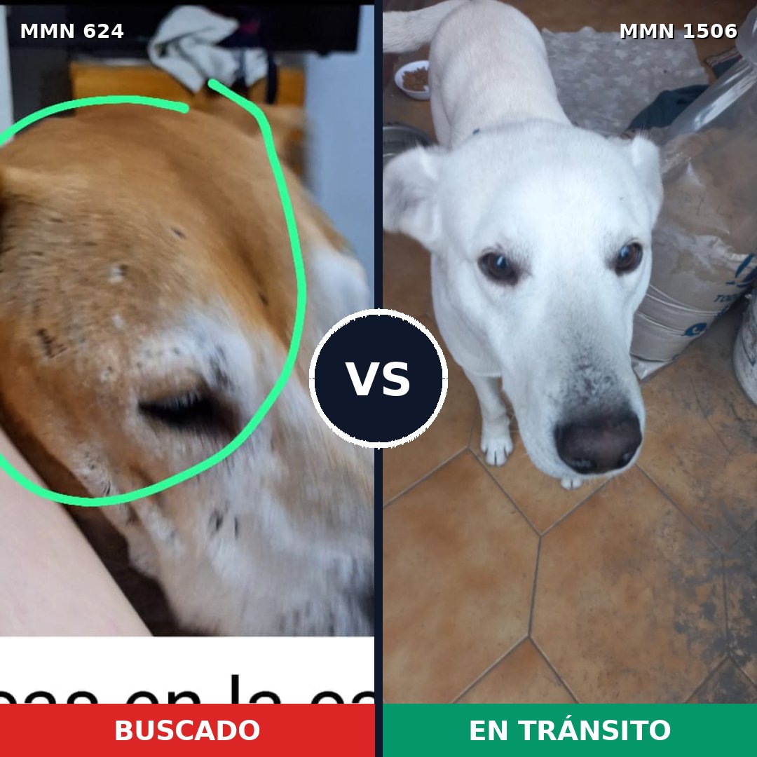 Comparativa MMS 27127: mascota perdida y mascota encontrada, 43% de similitud