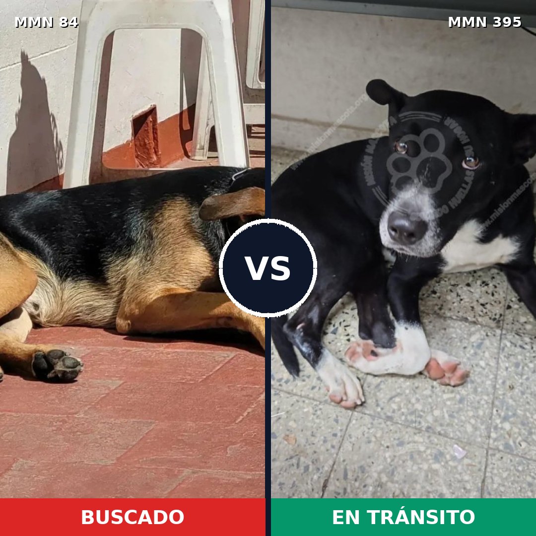 Comparativa MMS 2713: mascota perdida y mascota encontrada, 71% de similitud