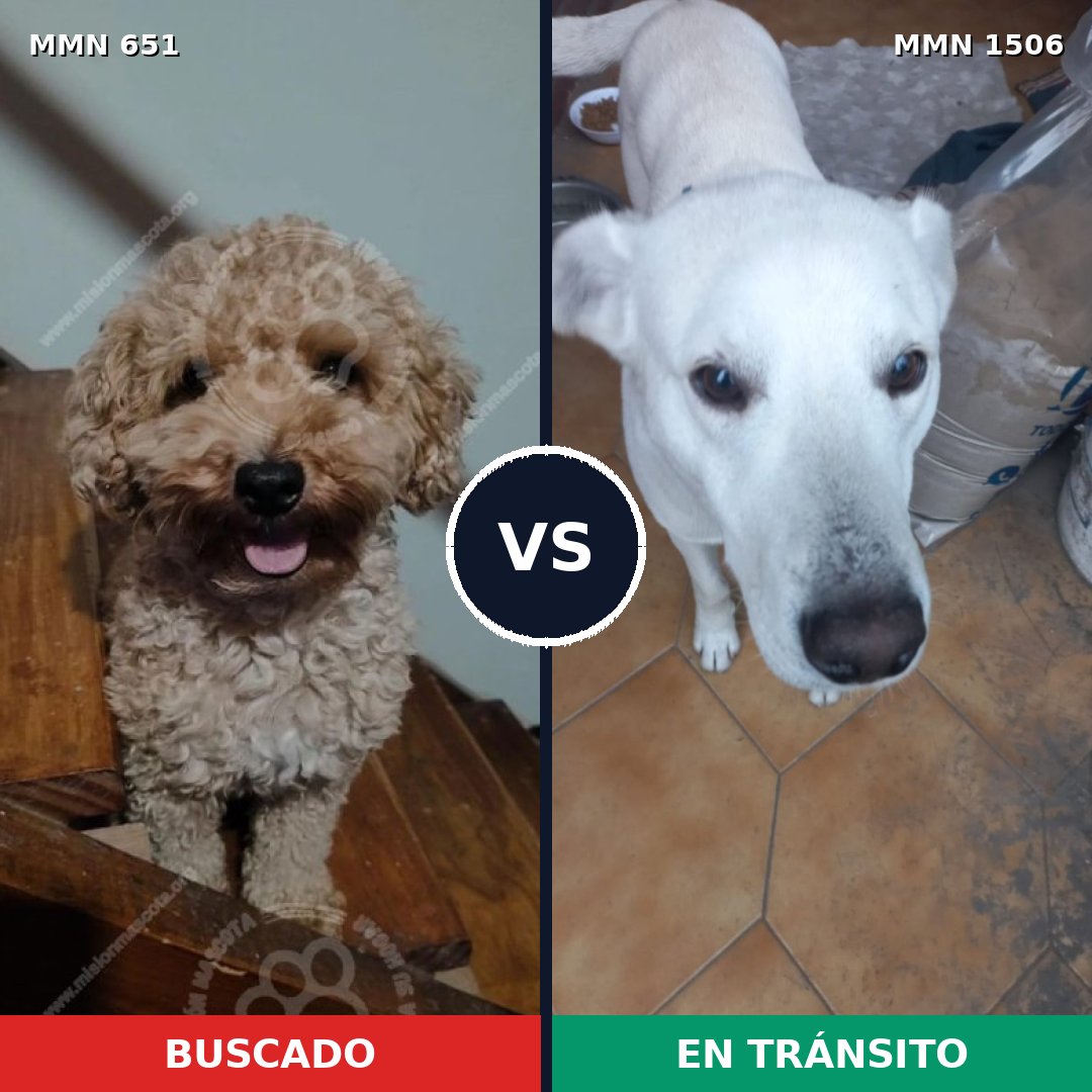 Comparativa MMS 27132: mascota perdida y mascota encontrada, 24% de similitud