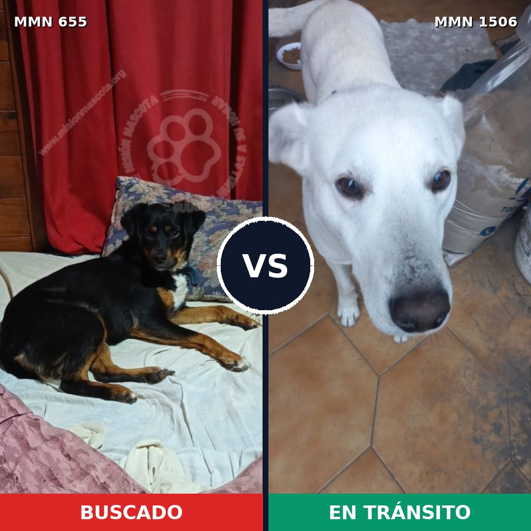 Comparativa MMS 27134: mascota perdida y mascota encontrada, 48% de similitud
