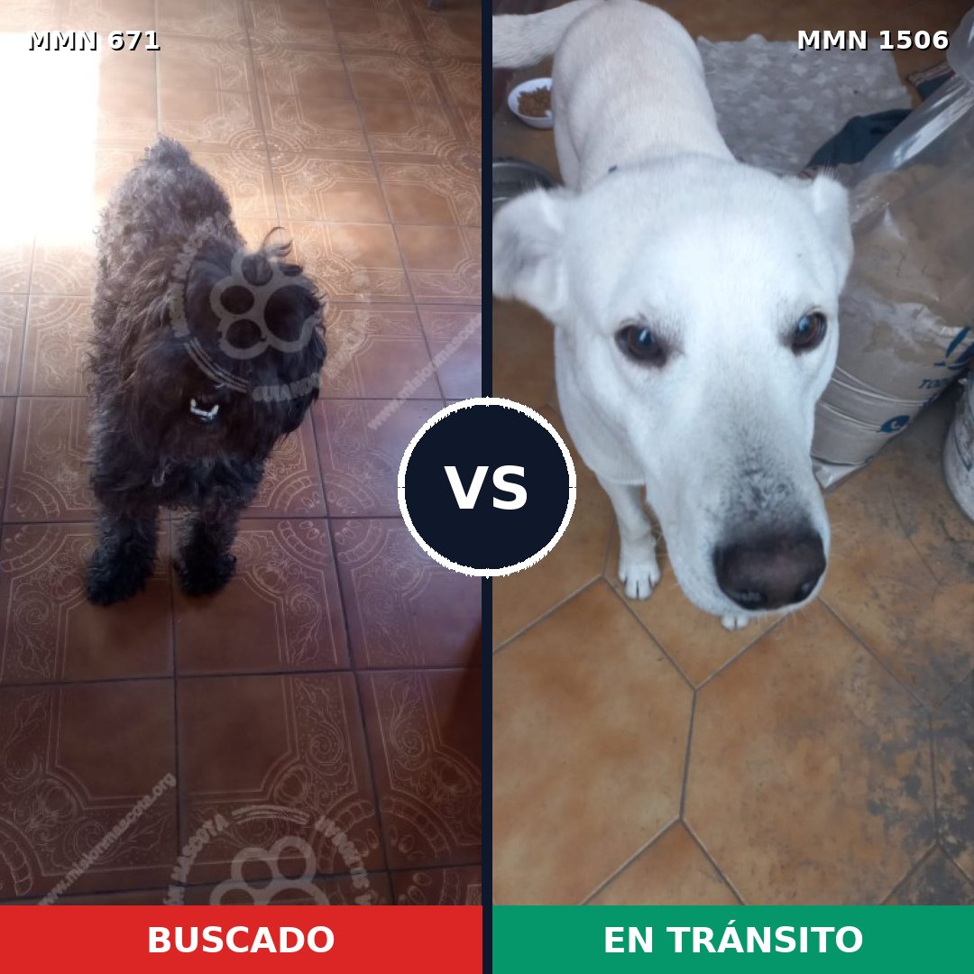 Comparativa MMS 27135: mascota perdida y mascota encontrada, 34% de similitud