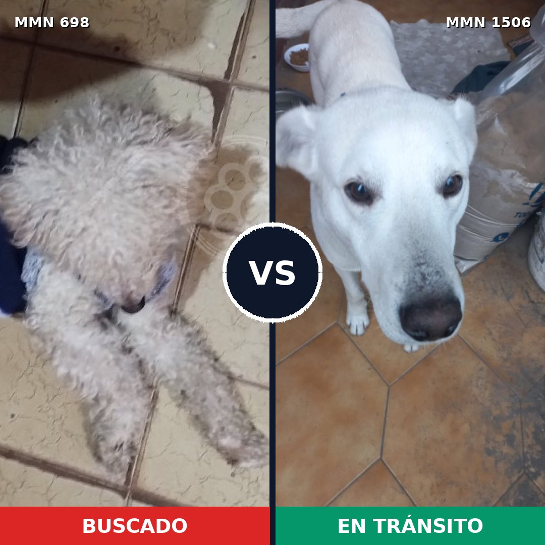 Comparativa MMS 27137: mascota perdida y mascota encontrada, 43% de similitud