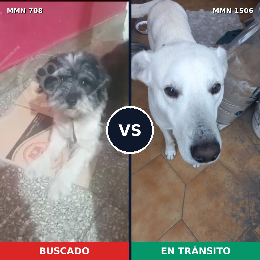 Comparativa MMS 27138: mascota perdida y mascota encontrada, 38% de similitud