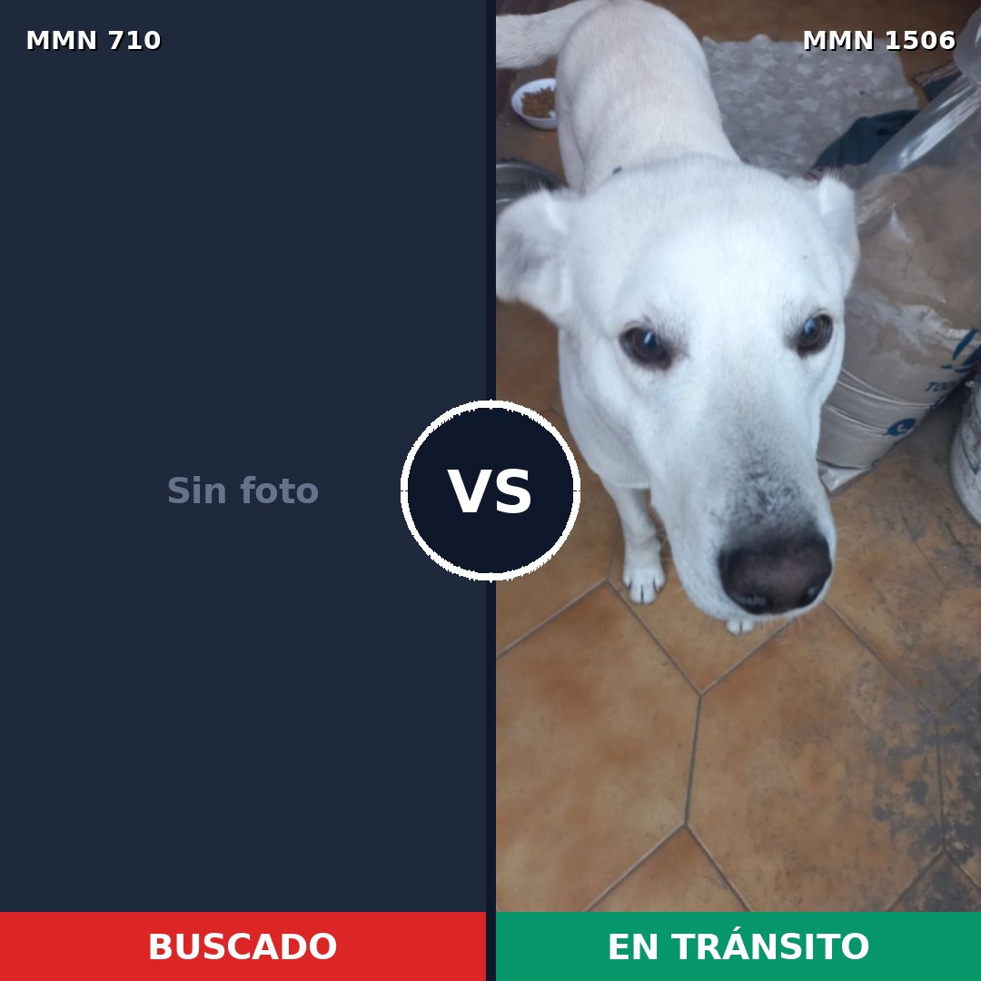 Comparativa MMS 27139: mascota perdida y mascota encontrada, 47% de similitud