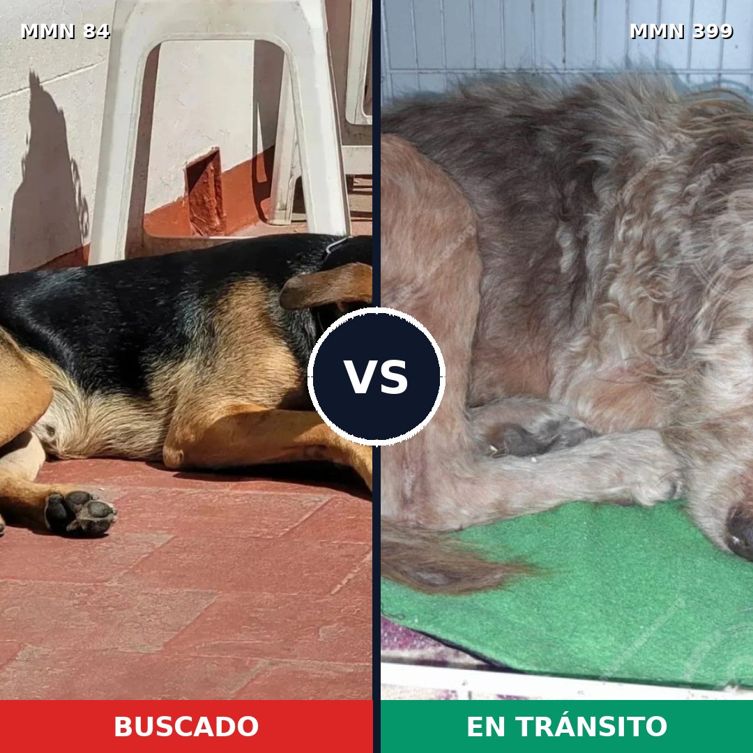 Comparativa MMS 2714: mascota perdida y mascota encontrada, 59% de similitud