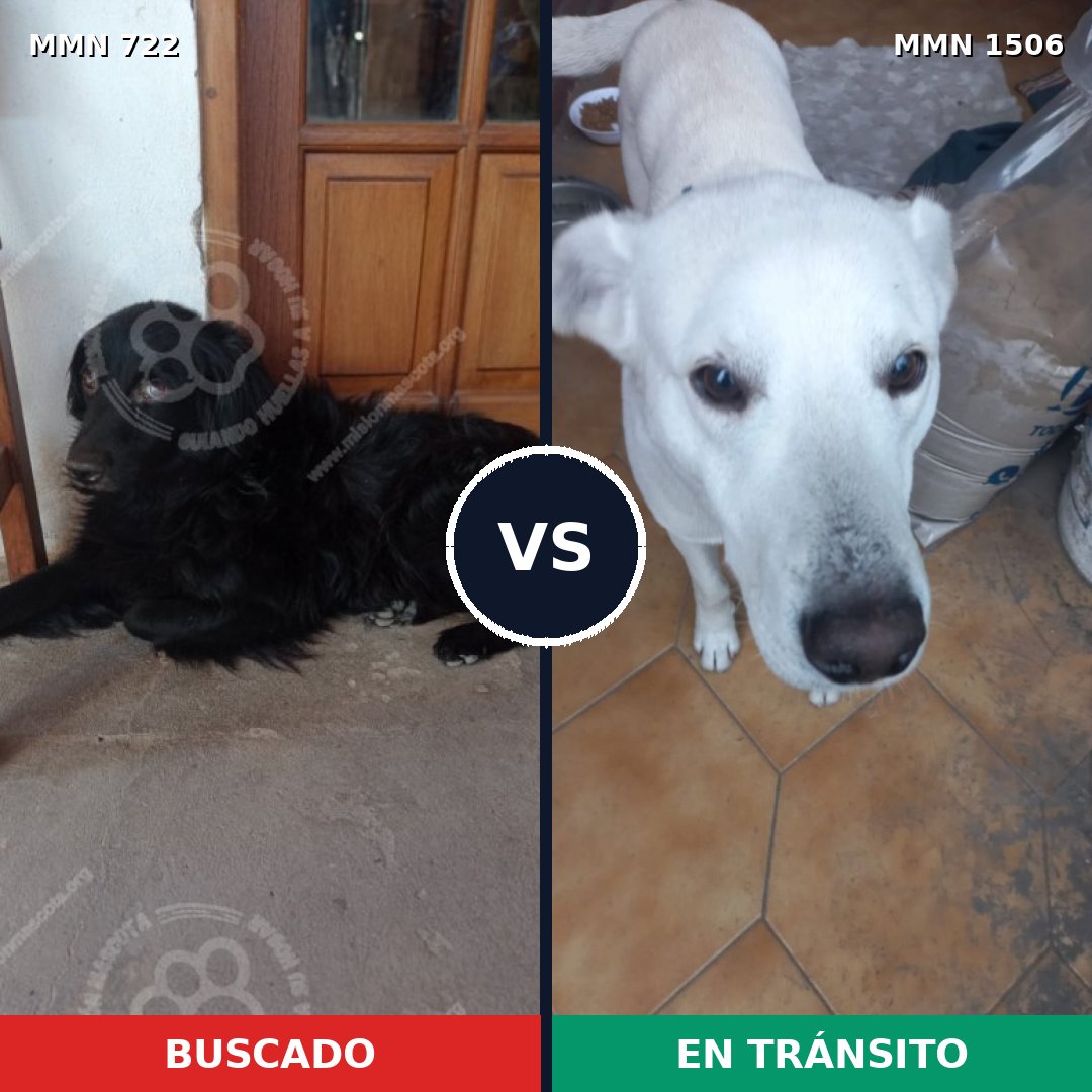 Comparativa MMS 27140: mascota perdida y mascota encontrada, 41% de similitud