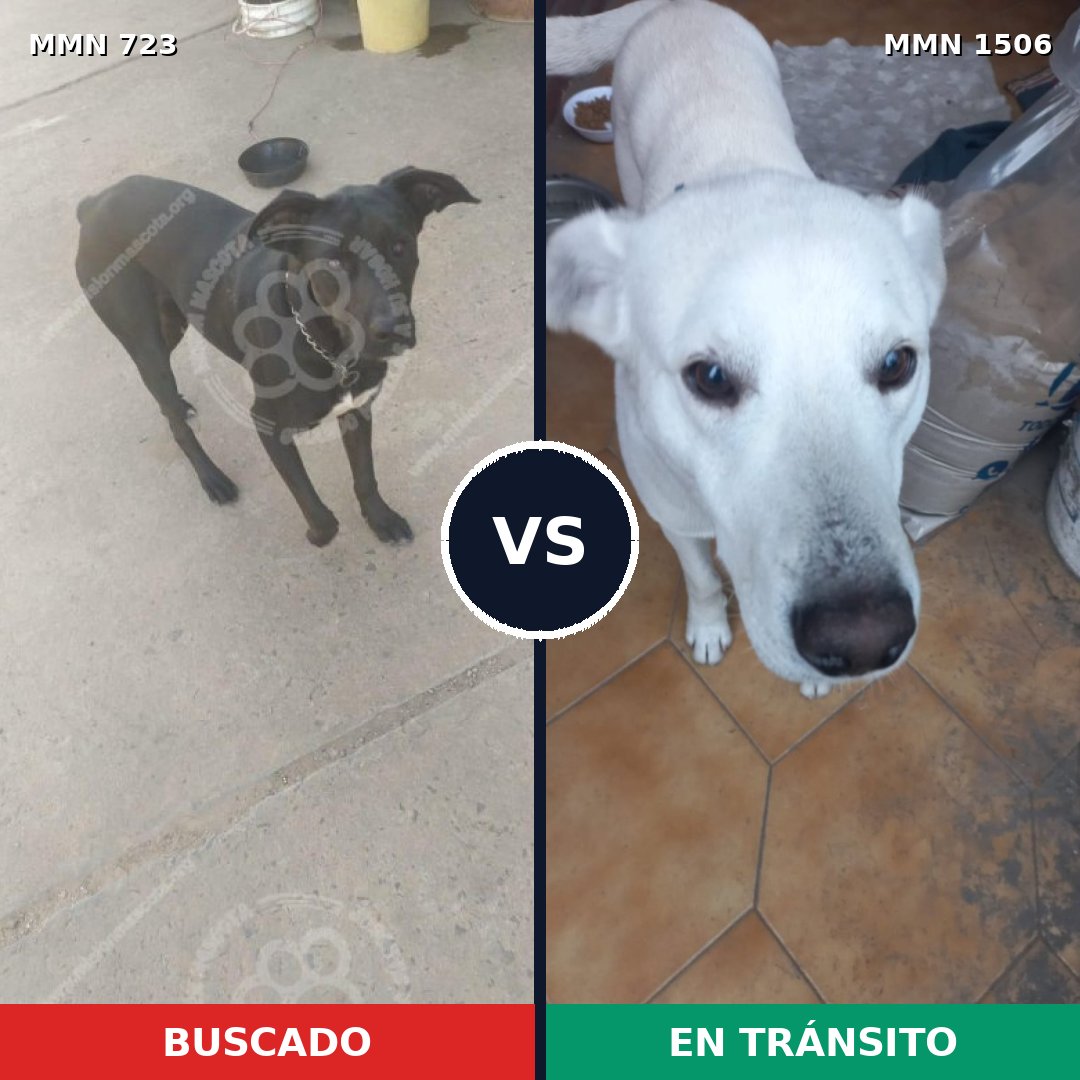 Comparativa MMS 27141: mascota perdida y mascota encontrada, 58% de similitud